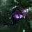 Purple Riding Nether Ray Mount