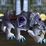 Swift Moonsaber Mount