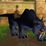 Swift Zulian Panther Mount